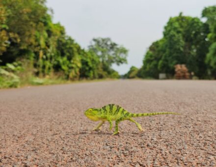 Chameleon v Guinea Bissau