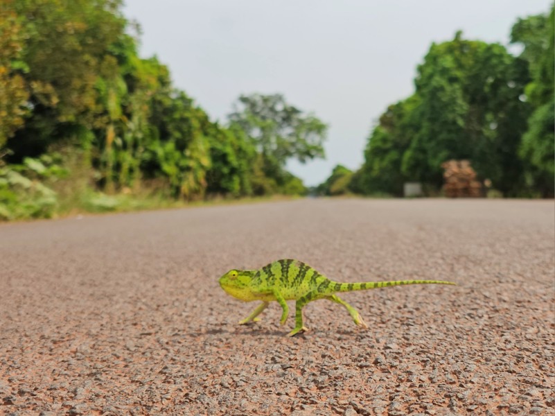 Chameleon v Guinea Bissau