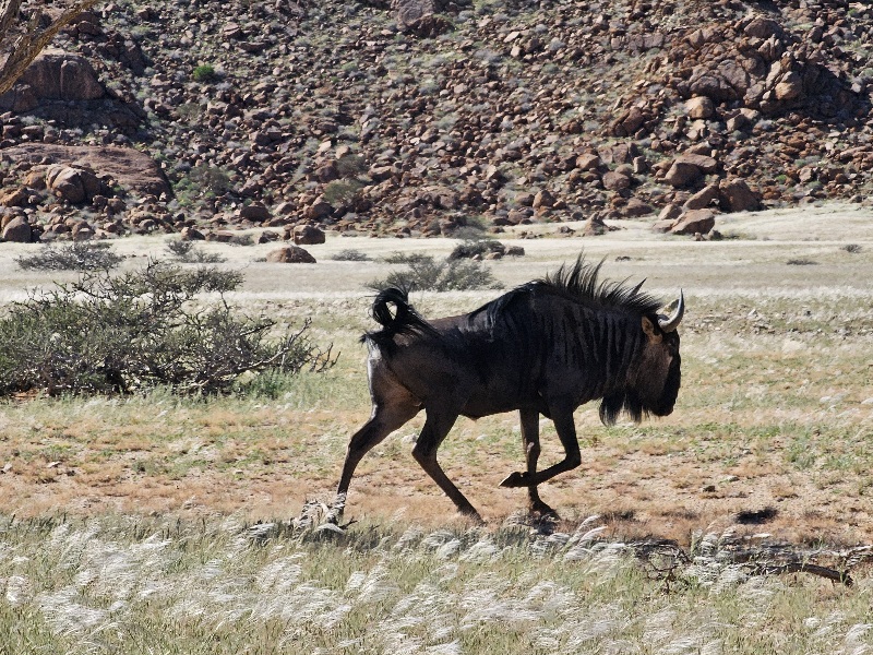 Pust Namib a pakon