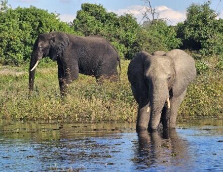 Slony Botswana
