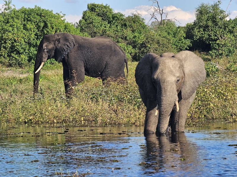 Slony Botswana